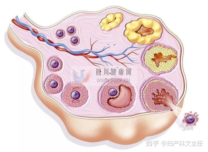 促排期间,这么做有利于提高试管成功率(图1)