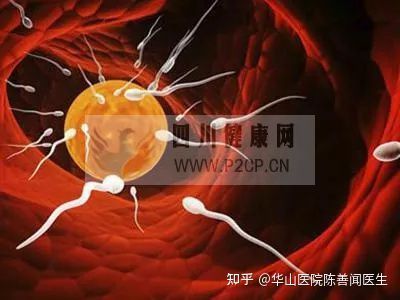 得了弱精子症别着急,看这篇文章就清楚了(图6)