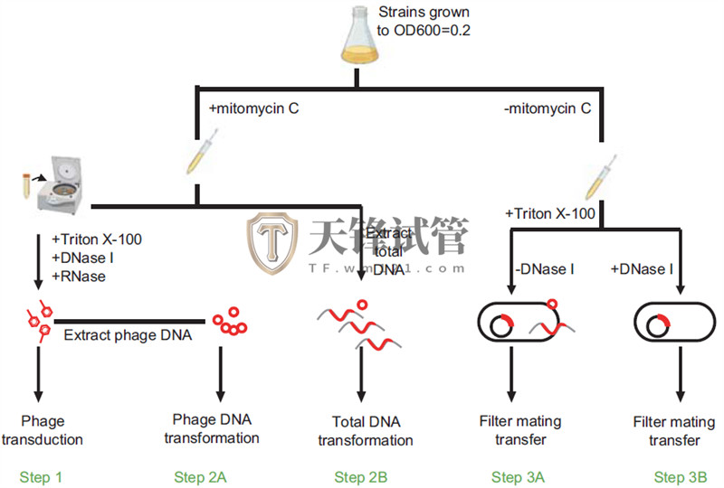 前噬菌体介导耐药基因水平传播新机制(图2)