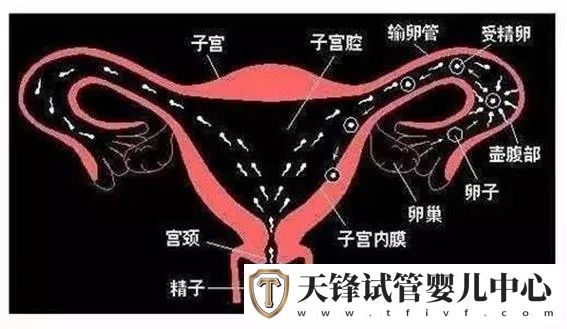 试管婴儿高频问题之输卵管，5个维度的通畅度分析(图4)