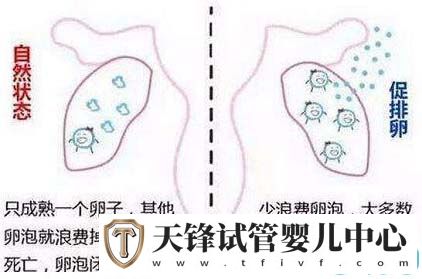 试管婴儿误区：促排卵会导致卵巢早衰(图2)