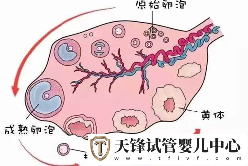 试管婴儿能否达偿所愿,且看微刺激窦卵泡计数效果(图2)