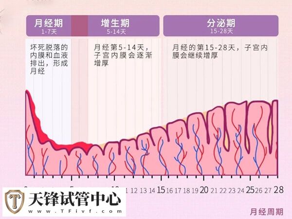 子宫内膜参考