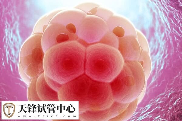 5天囊胚与3天鲜胚的区别