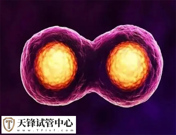 离婚试管费用男方还不还分情况