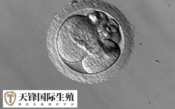优质囊胚移植成功率高