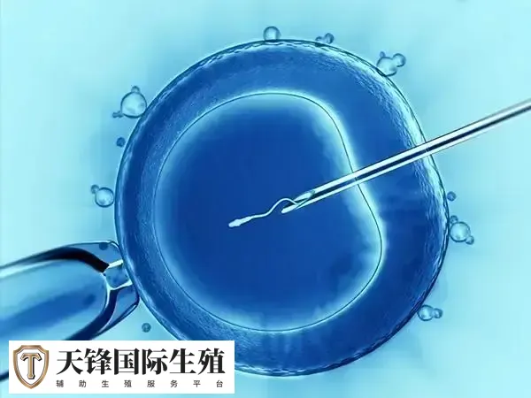 冻胚移植后注意事项较多