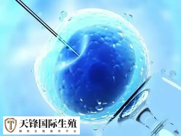 免疫异常影响胚胎成功着床