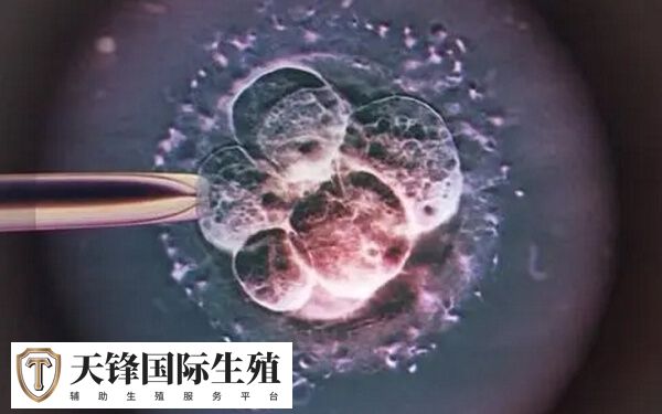 子宫环境差会降低移植成功率
