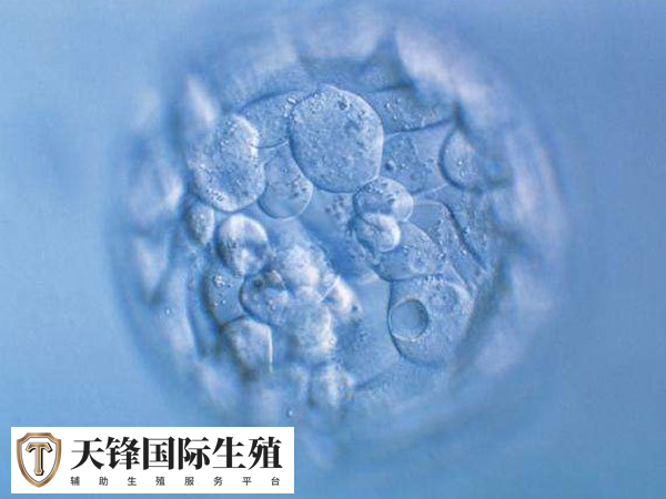 移植冻胚和鲜胚HCG值区别不大