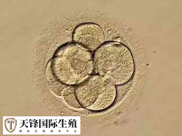 冻囊胚移植后要做B超检查