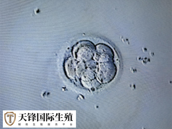 amh0.458可能只能获取到1-2枚卵子