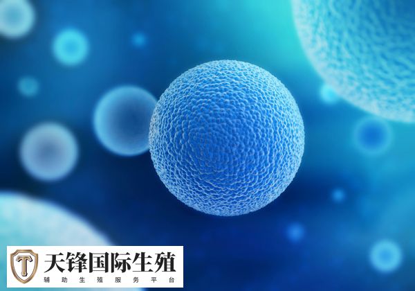 做试管取10-15个数量较好