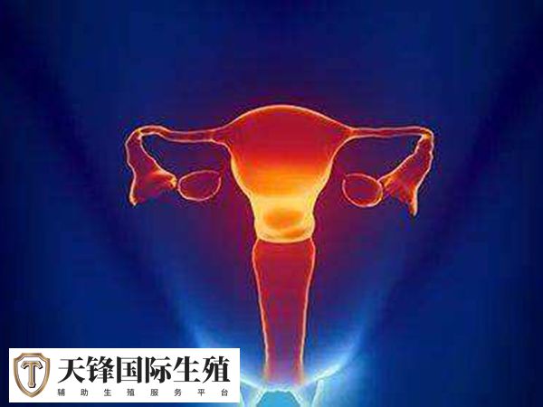 fsh高会导致卵巢反应不良