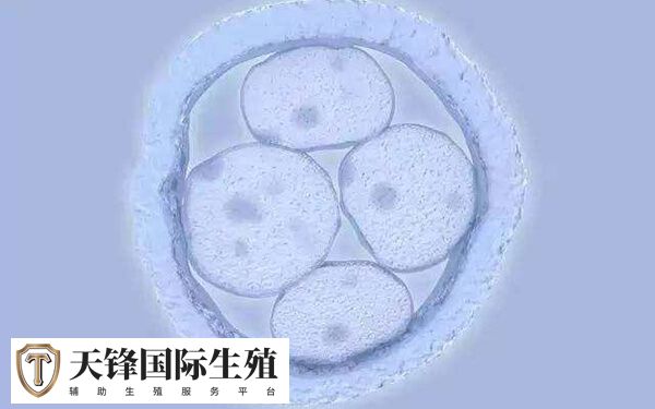 试管医生严禁通过任何方式透露胎儿性别