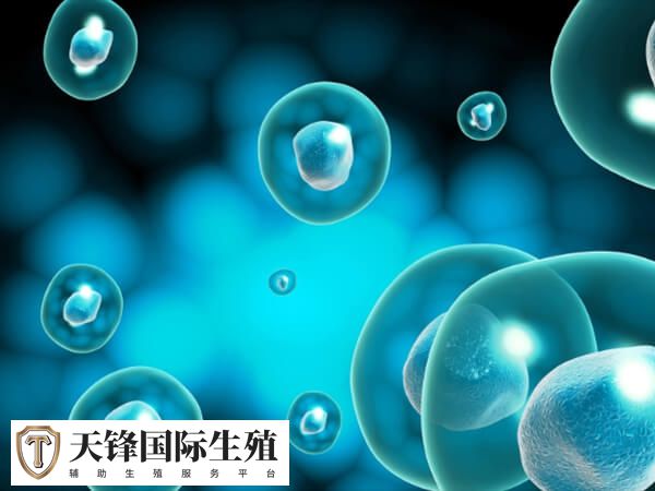 四级胚胎移植成功率可能在30%-60%不等