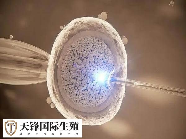 补救ICSI的主要目的是提高受精率