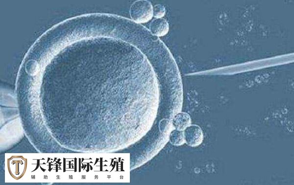 试管婴儿男胚胎有什么表现(图2) 男性胚胎多为高质量的囊胚