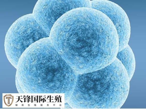 高龄试管婴儿成功率有高不高(图1) 高龄女性做试管成功率低