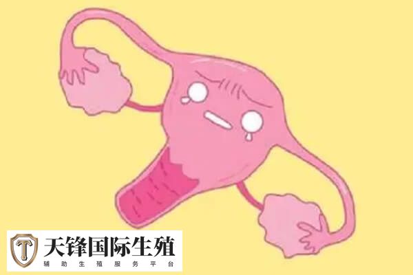 先天性单角子宫可以通过妇科超声检查诊断出来吗?(图1) 子宫畸形诊断方法较多