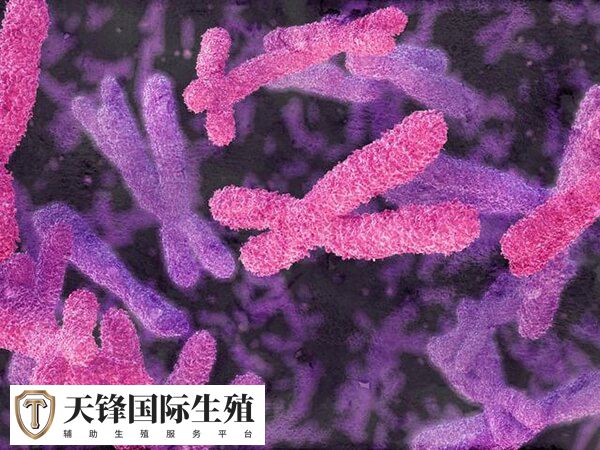 胎儿染色体变为四倍体的原因是父母染色体数目异常吗?(图1) 高龄生育也会导致四倍体